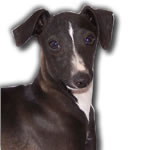 "About Time for Chocolate" Seal Italian Greyhound Female